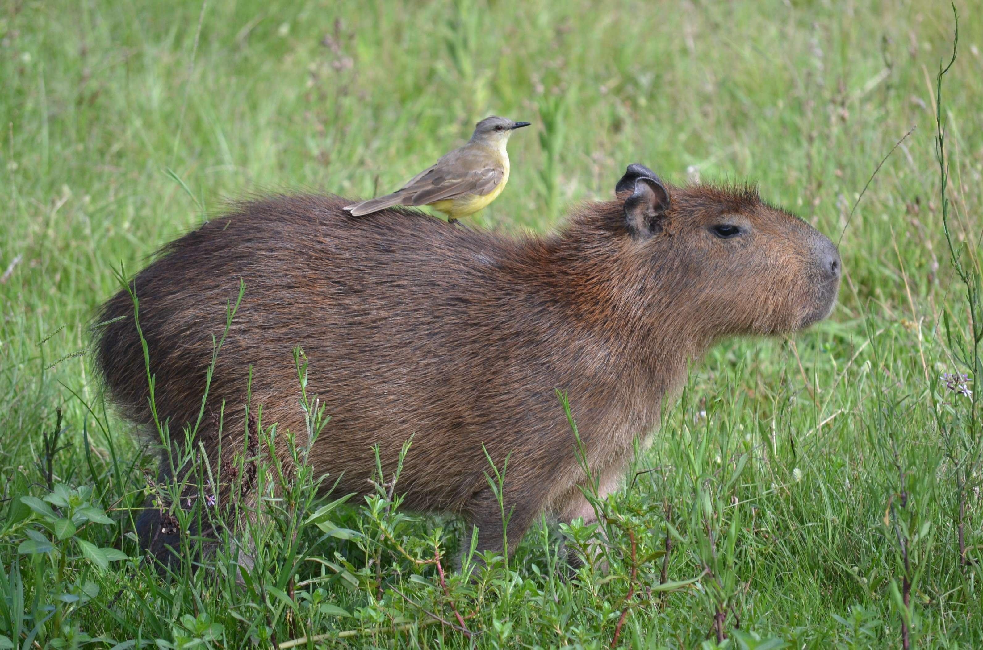 3190x2110 Capybara Wallpaper Image, Desktop