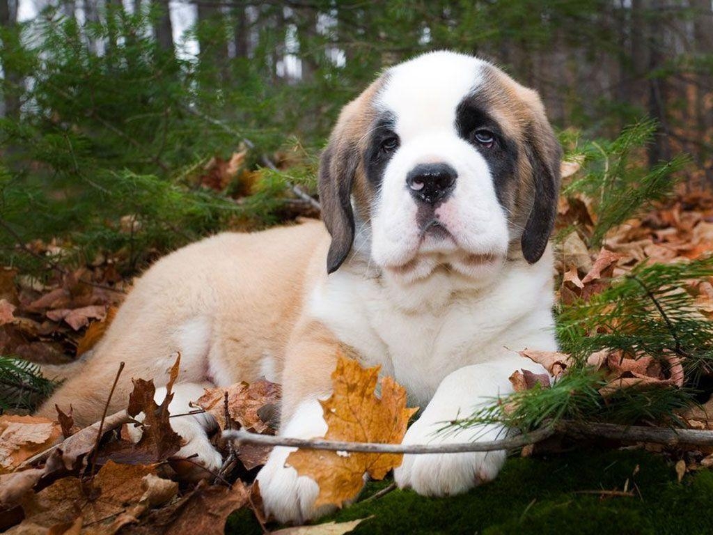 1030x770 Puppy with Cute Eys Wallpaper PX Wallpaper St Bernard, Desktop