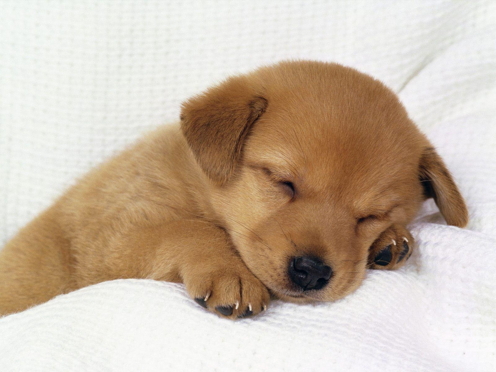 1600x1200 Cute and Adorable Puppy Picture, Desktop