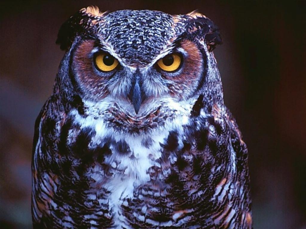 1030x770 A selection of 10 Image of Owl in HD quality, Desktop