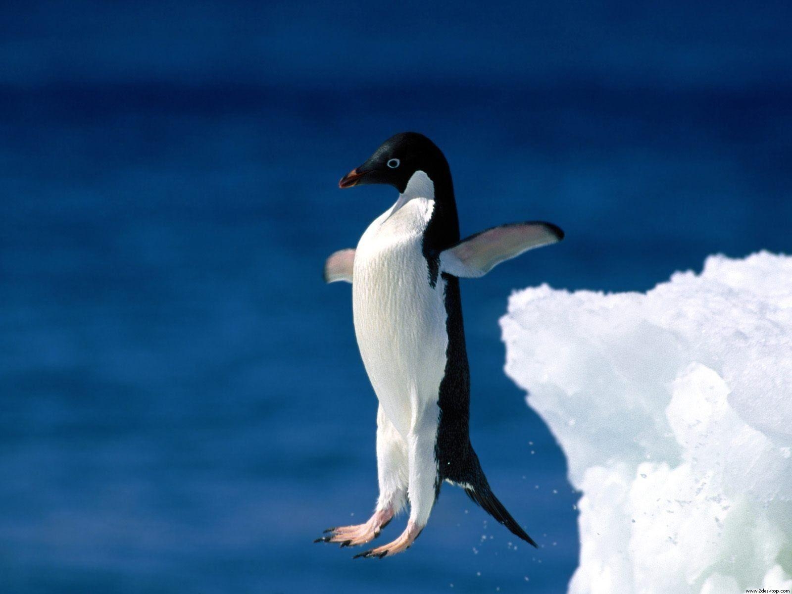 1600x1200 Leap of Faith Penguin Wallpaper, Desktop