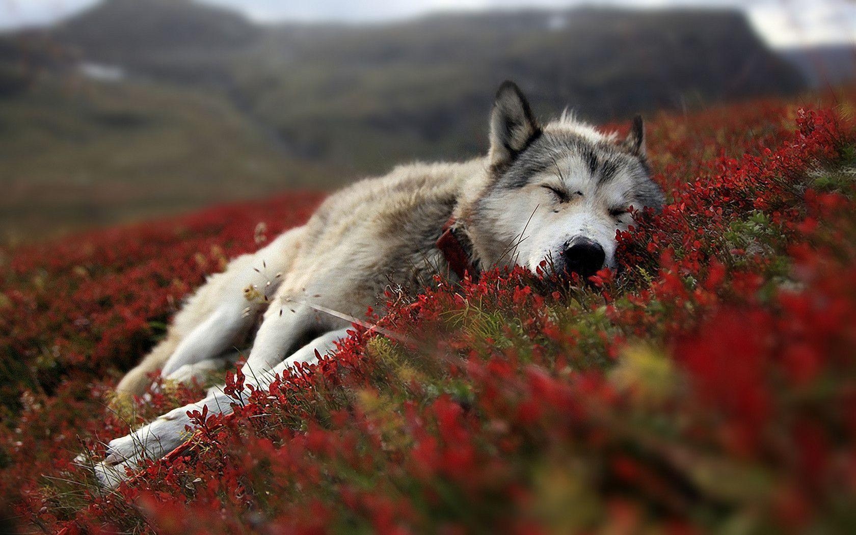 1680x1050 wolf wallpaper Search Engine, Desktop