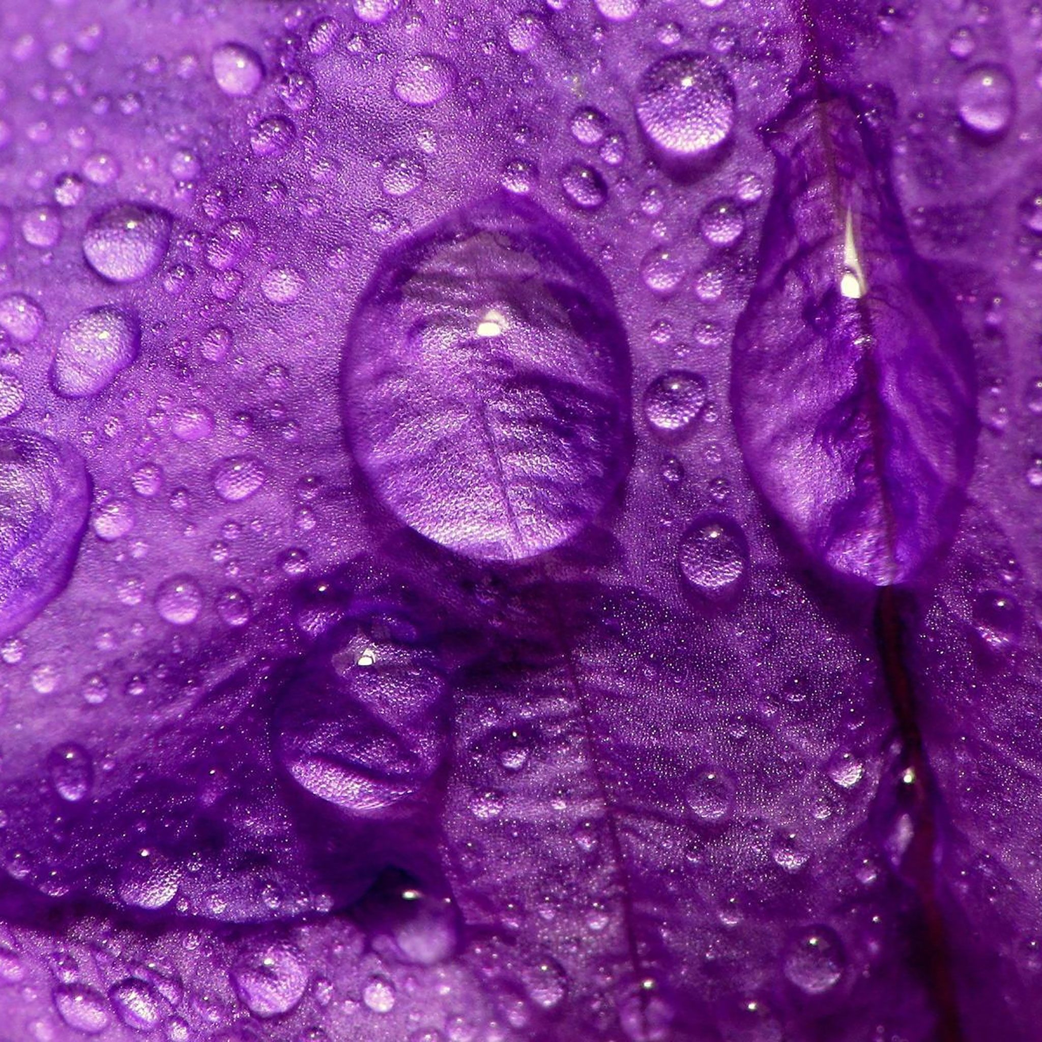 2050x2050 Purple iPad Wallpaper Free Purple iPad Background, Phone