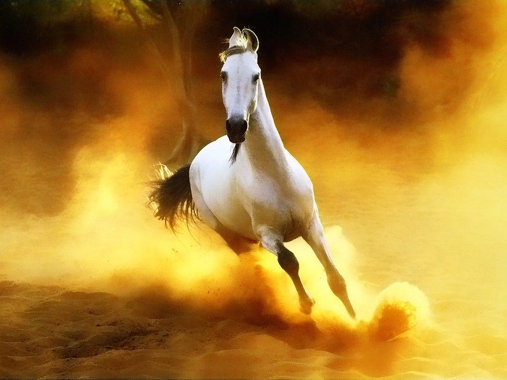 1030x770 Horse Wallpaper, Desktop