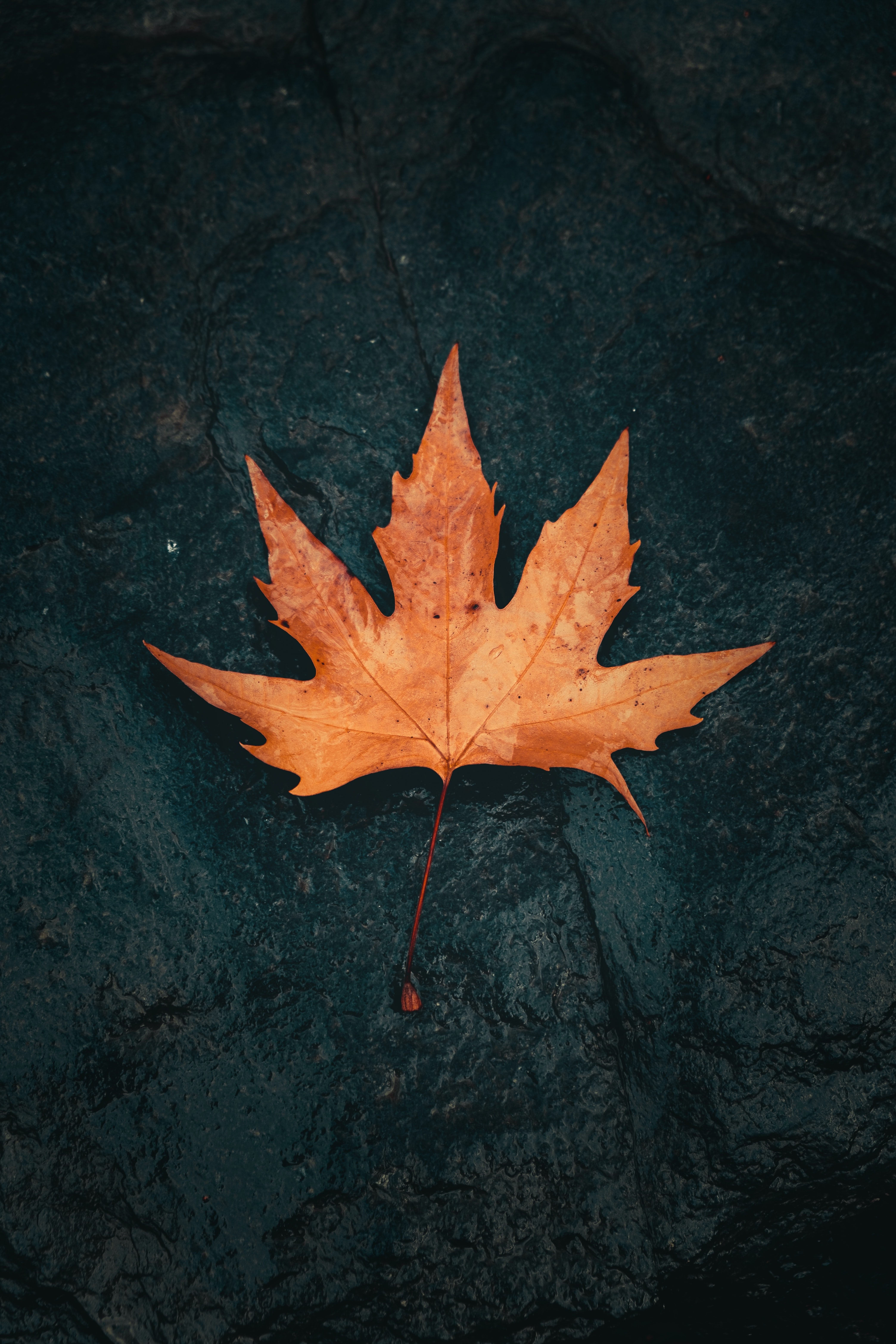 4160x6240 Download Autumn wallpaper for mobile phone, free Autumn HD picture, Phone