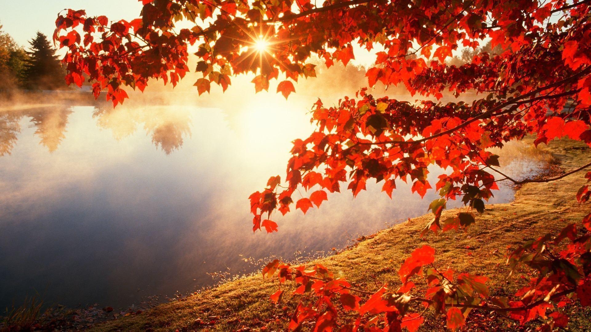 1920x1080 Fall Leaves Wallpaper background picture, Desktop