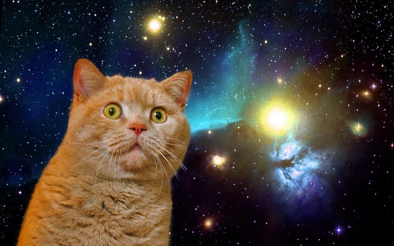 1280x800 Cat Space Live Wallpaper for Android, Desktop