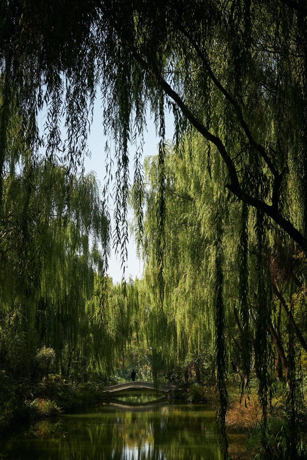 1000x1500 Weeping Willow Picture. Download Free Image, Phone