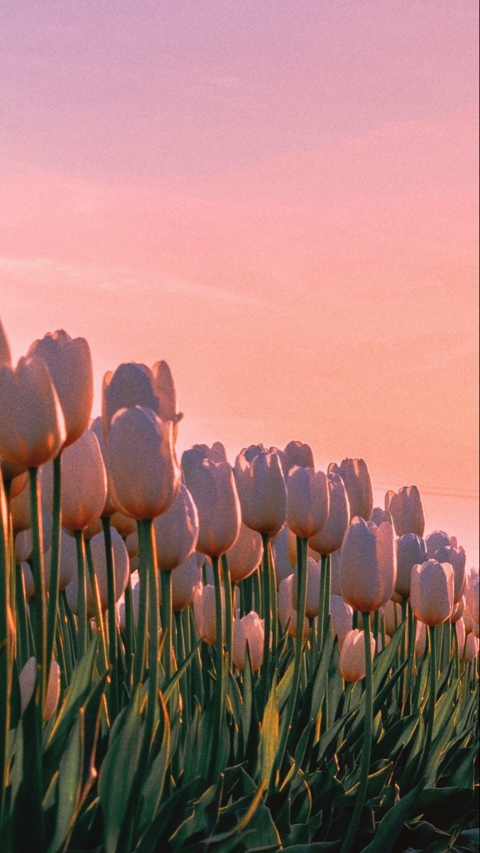 680x1200 가능세계. Flower aesthetic, Beautiful nature wallpaper, Tulips flowers, Phone