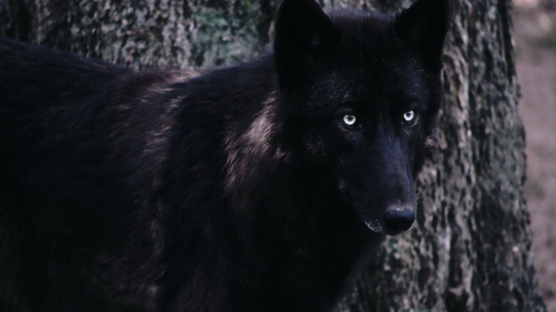 1920x1080 Wallpaper For > Black Wolf Background, Desktop