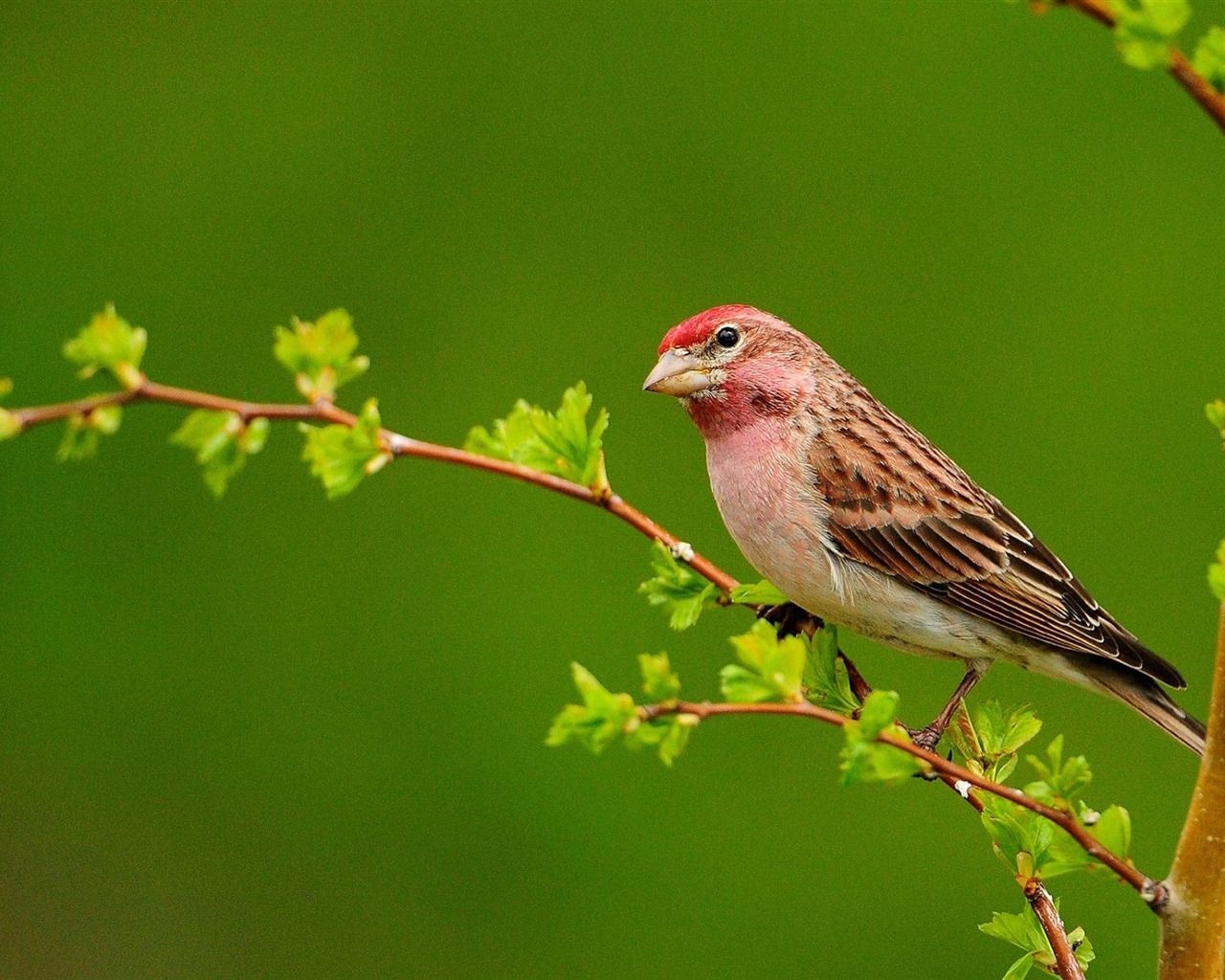 1280x1030 Beautiful Bird Natural Animal Photography Wallpaper, Desktop