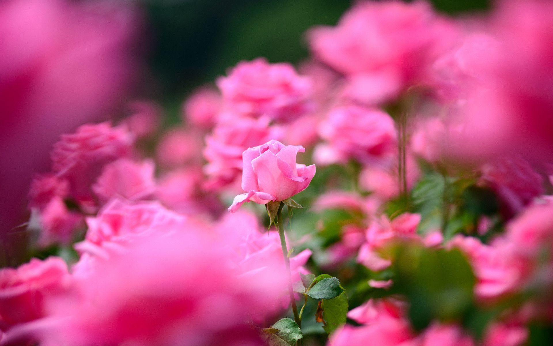 1920x1200 Pink Flowers Wallpaper Full HD, Desktop