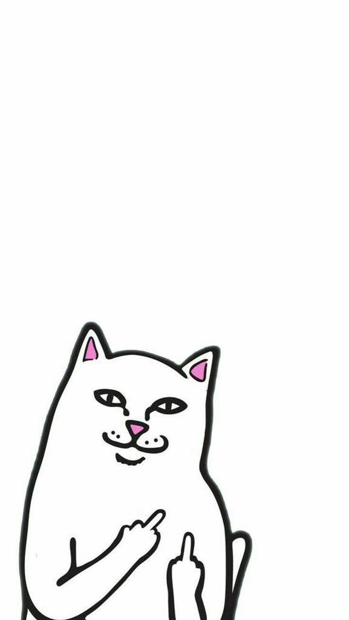 720x1280 Middle finger cat wallpaper, Phone