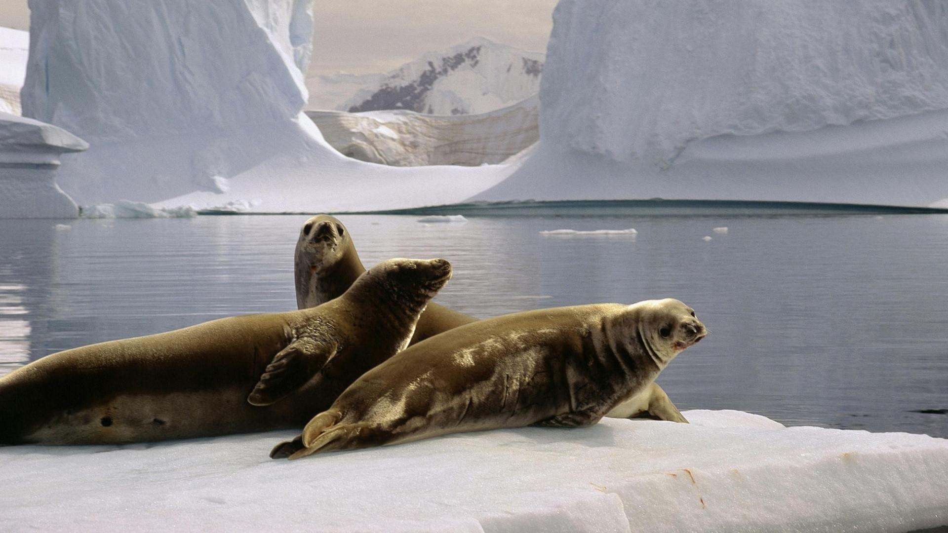 1920x1080 Antarctica the south pole seals wallpaper, Desktop