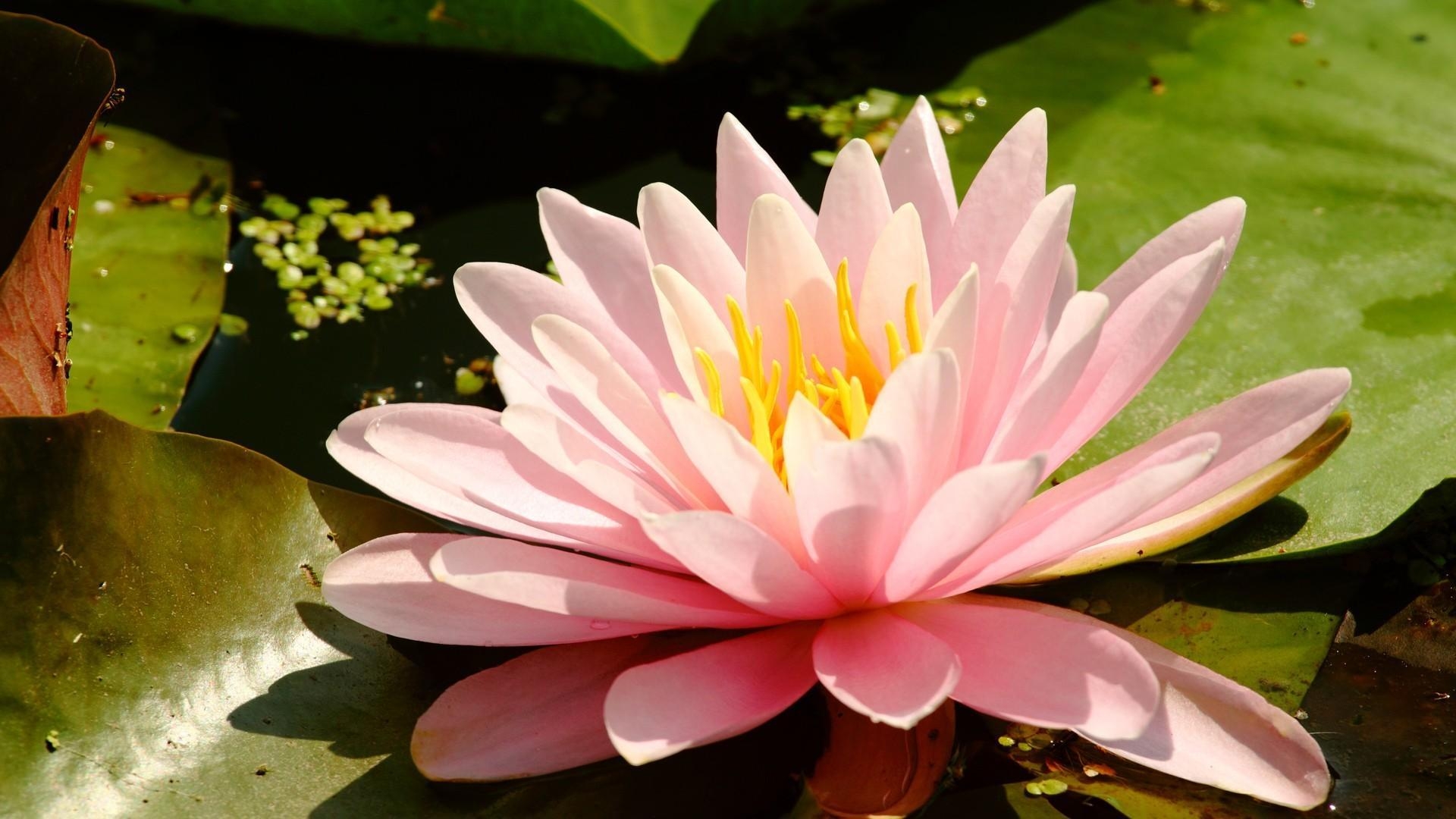 1920x1080 Nature flowers lotus flower wallpaper, Desktop