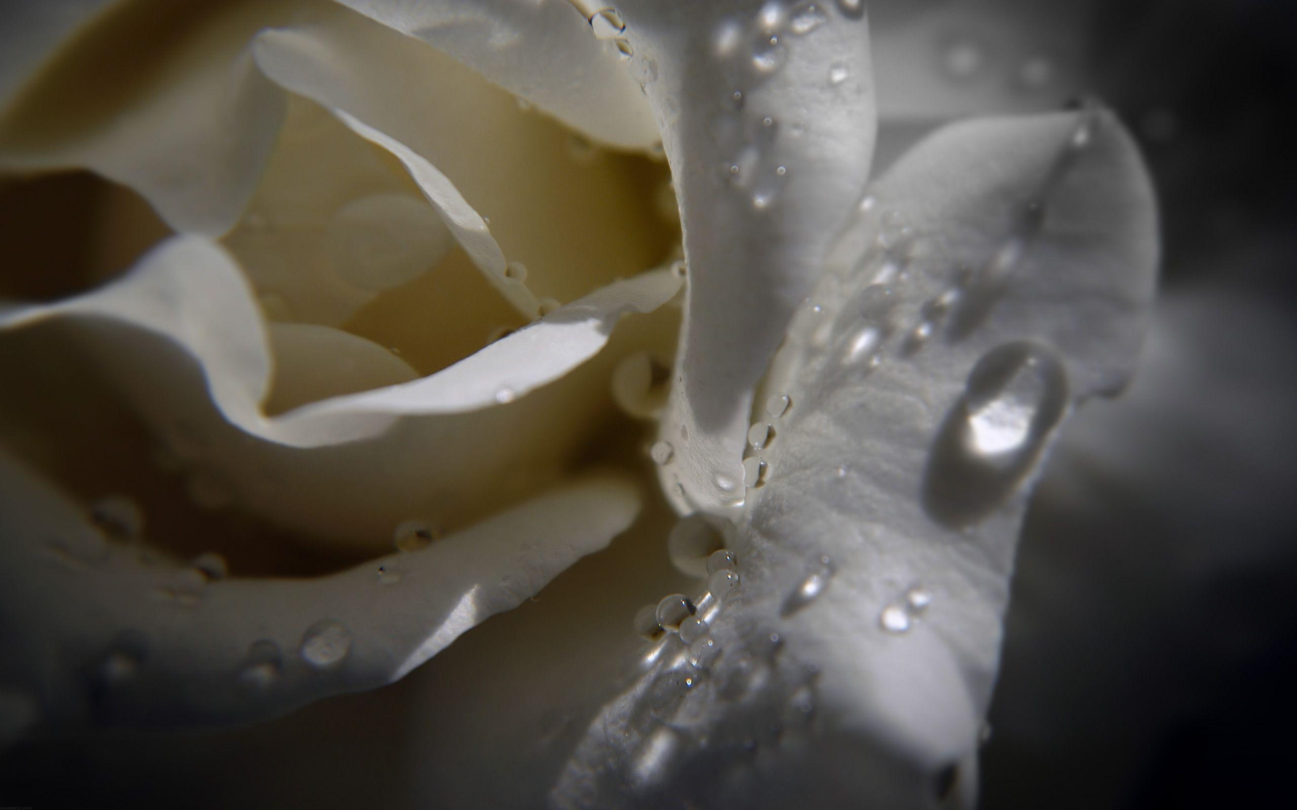 2560x1600 Awesome White Rose Macro Wallpaper HD Wallpaper. High, Desktop