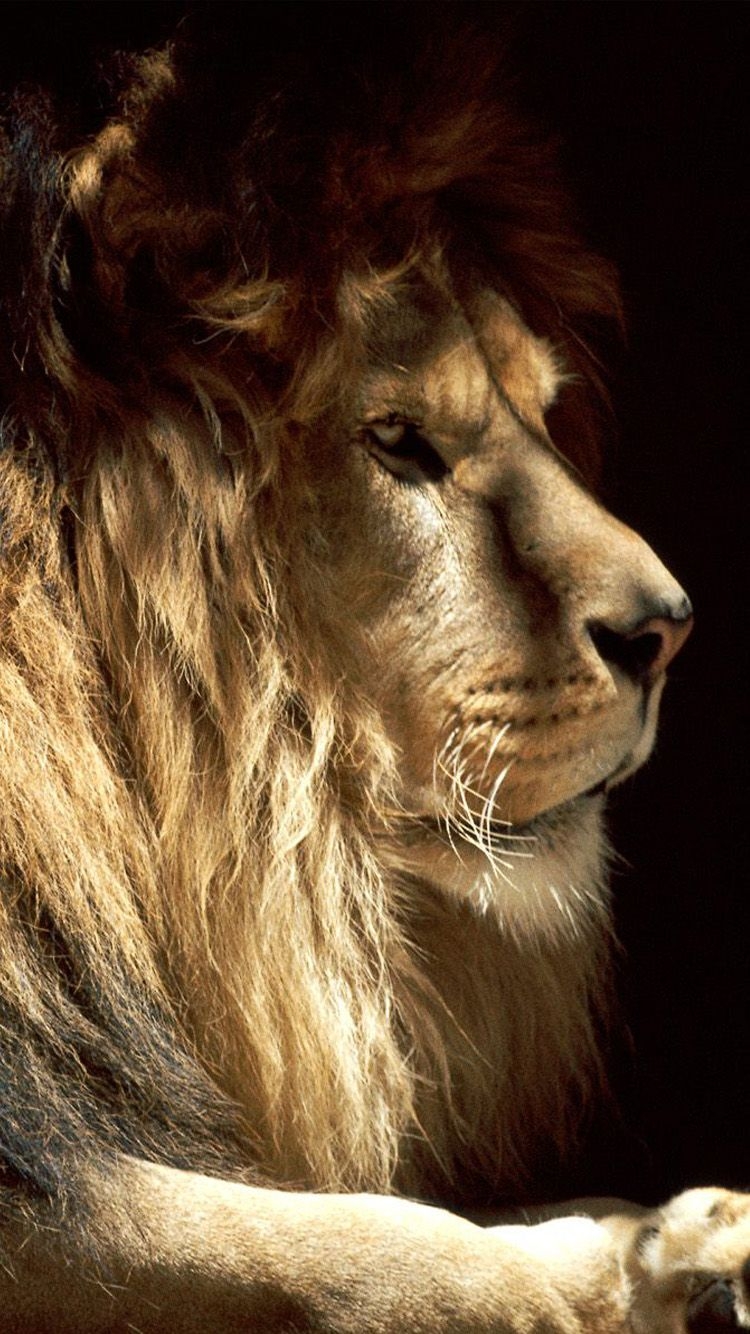 750x1340 Free download Male lion iPhone 6 Wallpaper HD iPhone 6 Wallpaper [] for your Desktop, Mobile & Tablet. Explore Lion Phone Wallpaper. White Phone Wallpaper, Free Lion Wallpaper for, Phone