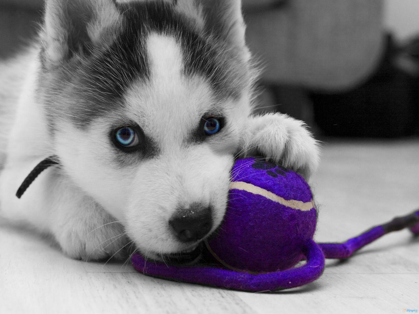 1600x1200 Baby White Husky, Desktop