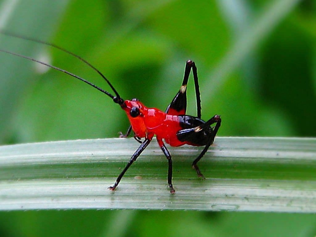 1030x770 Daily Insect 72: red crickets, Desktop