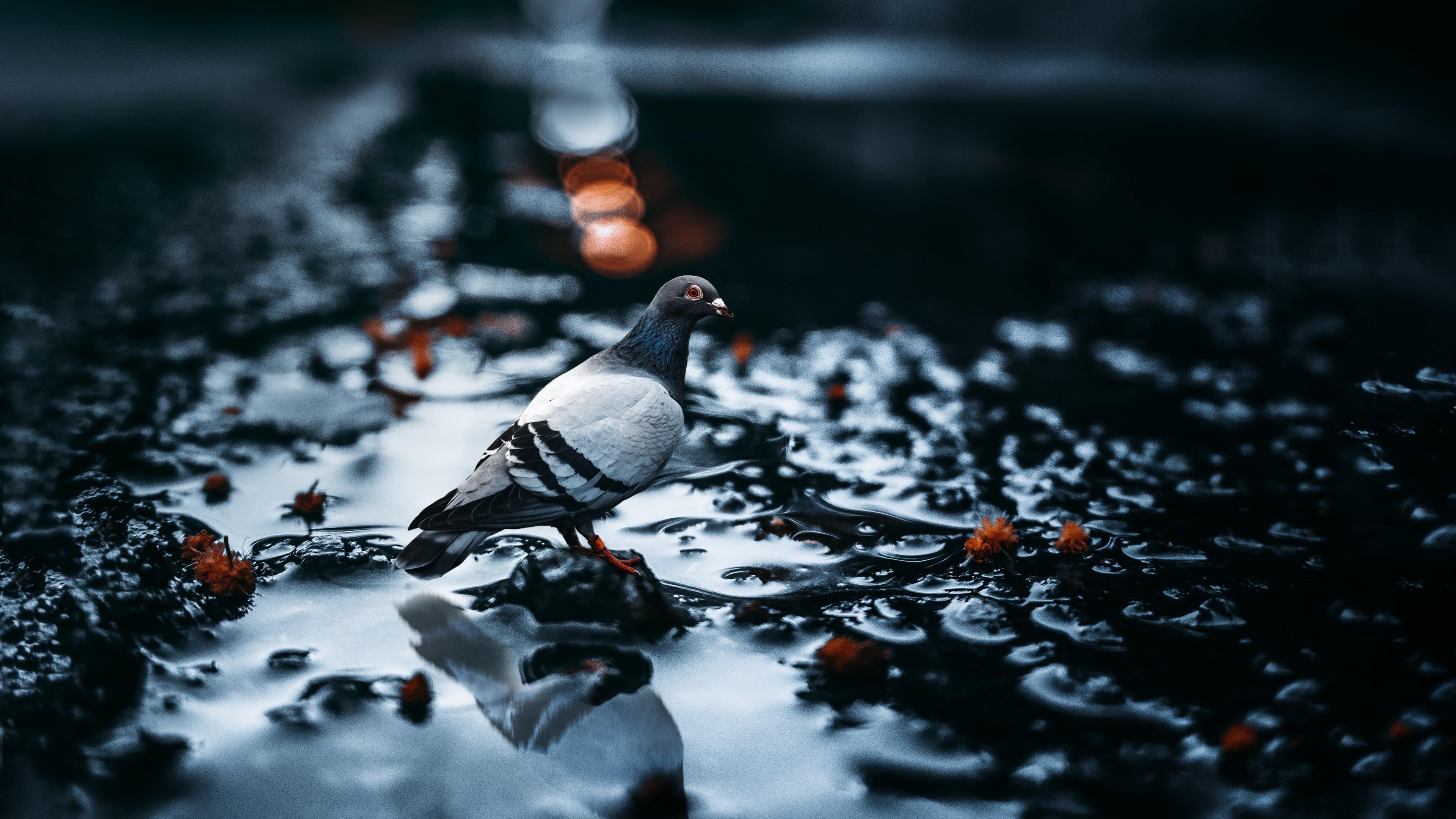 3840x2160 Pigeon In A Puddle 4K UltraHD Wallpaper. Wallpaper Studio 10. Tens, Desktop