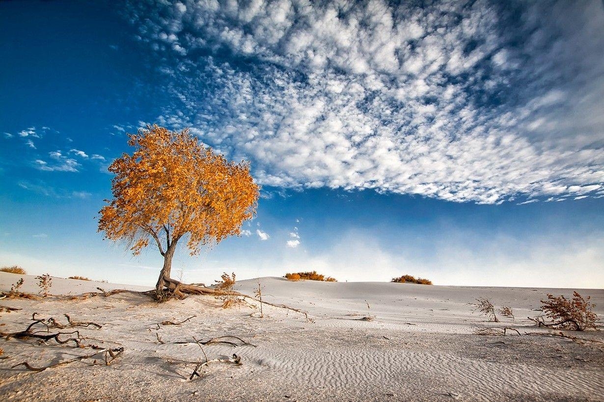 1230x820 nature photography landscape dune sand trees clouds shrubs white, Desktop