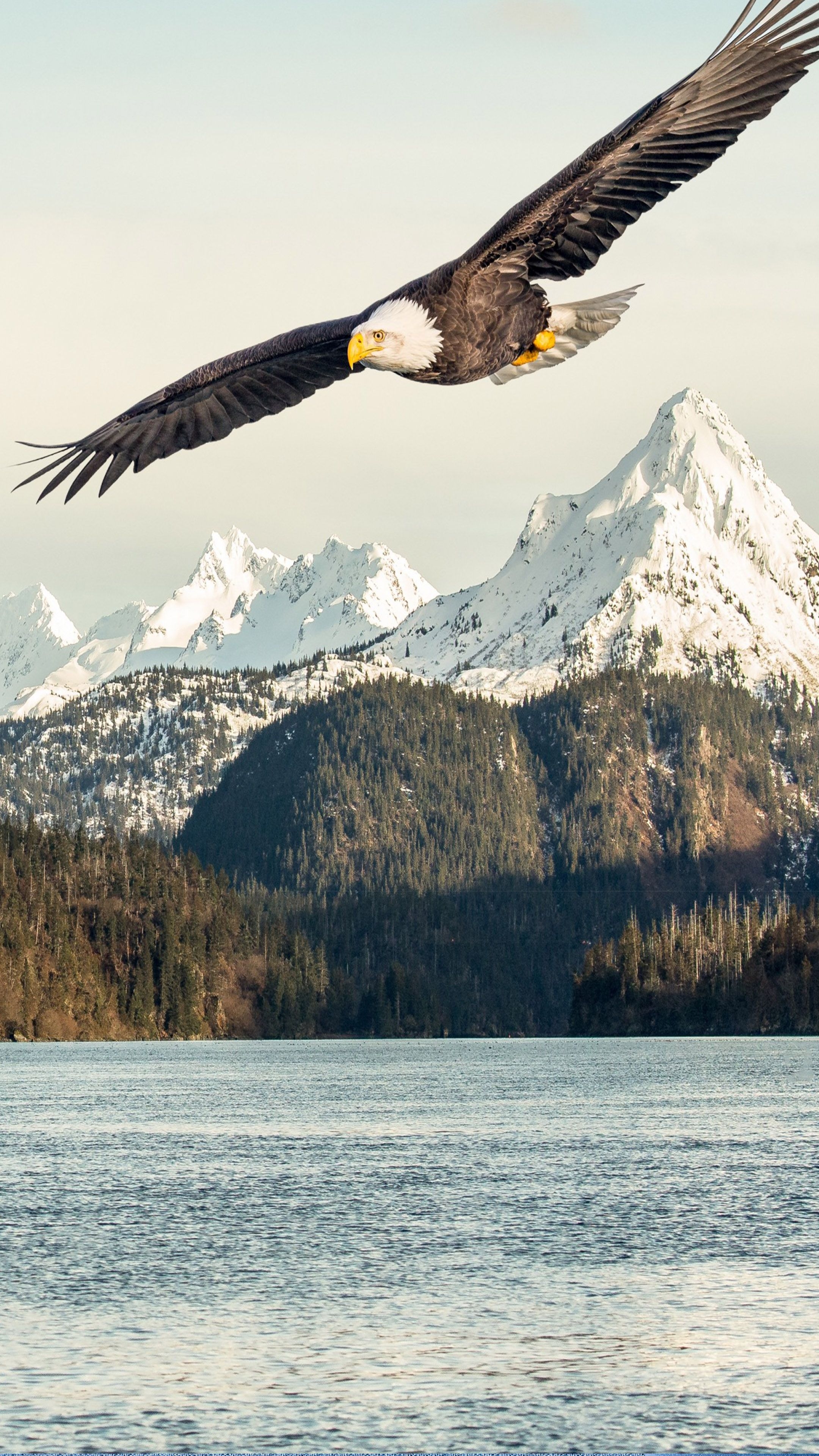 2160x3840 iPhone Home Screen iPhone Eagle Wallpaper HD, Phone