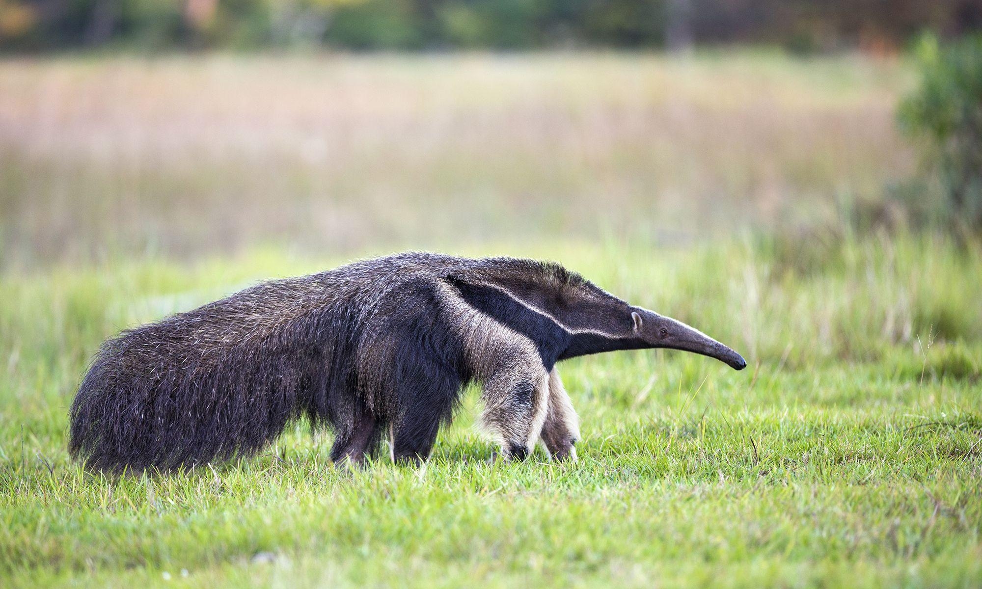 2000x1200 Aardvark Photo  HD Wall, Desktop