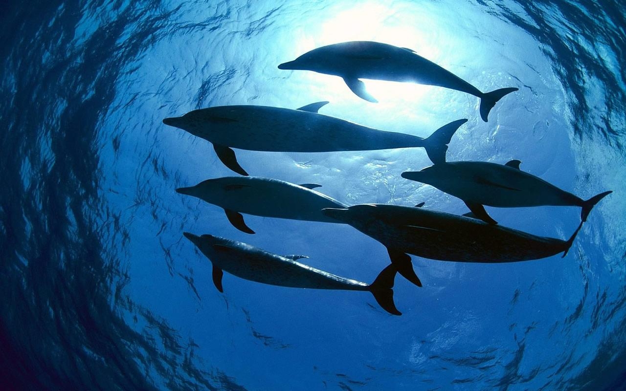 1280x800 Dolphin wallpaperx800, Desktop