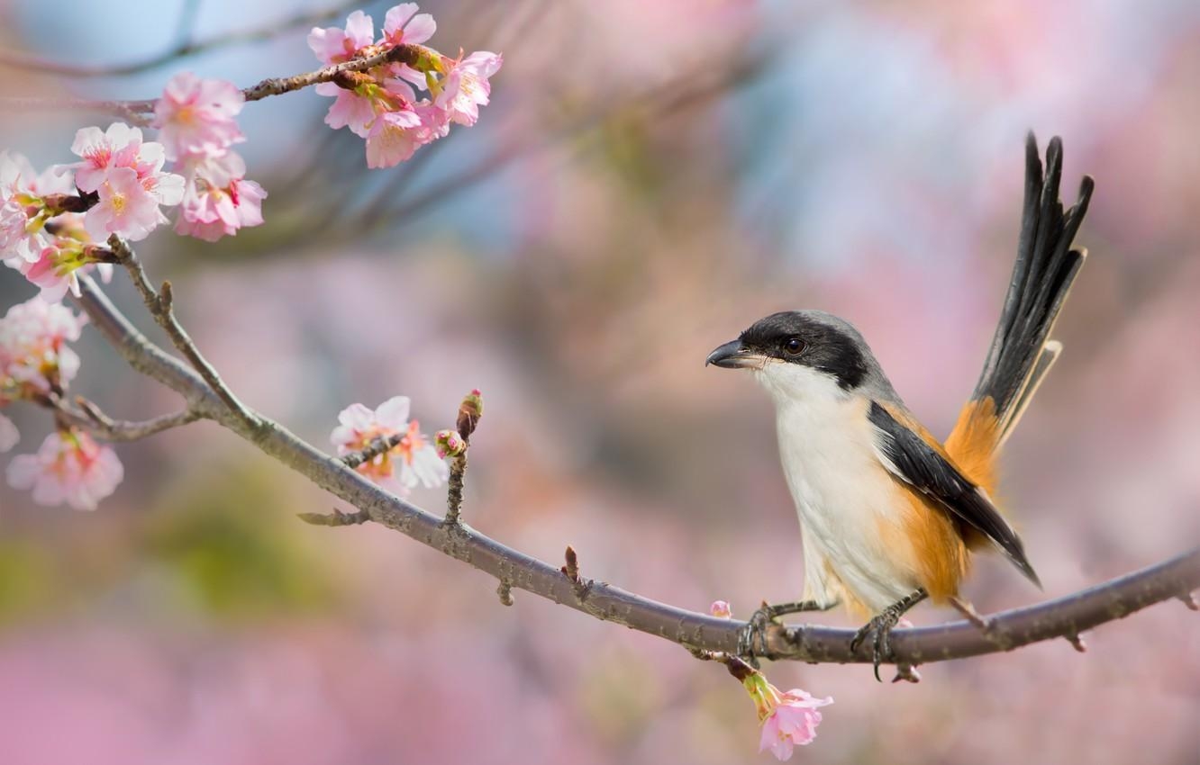 1340x850 Wallpaper cherry, background, bird, branch, spring, Desktop