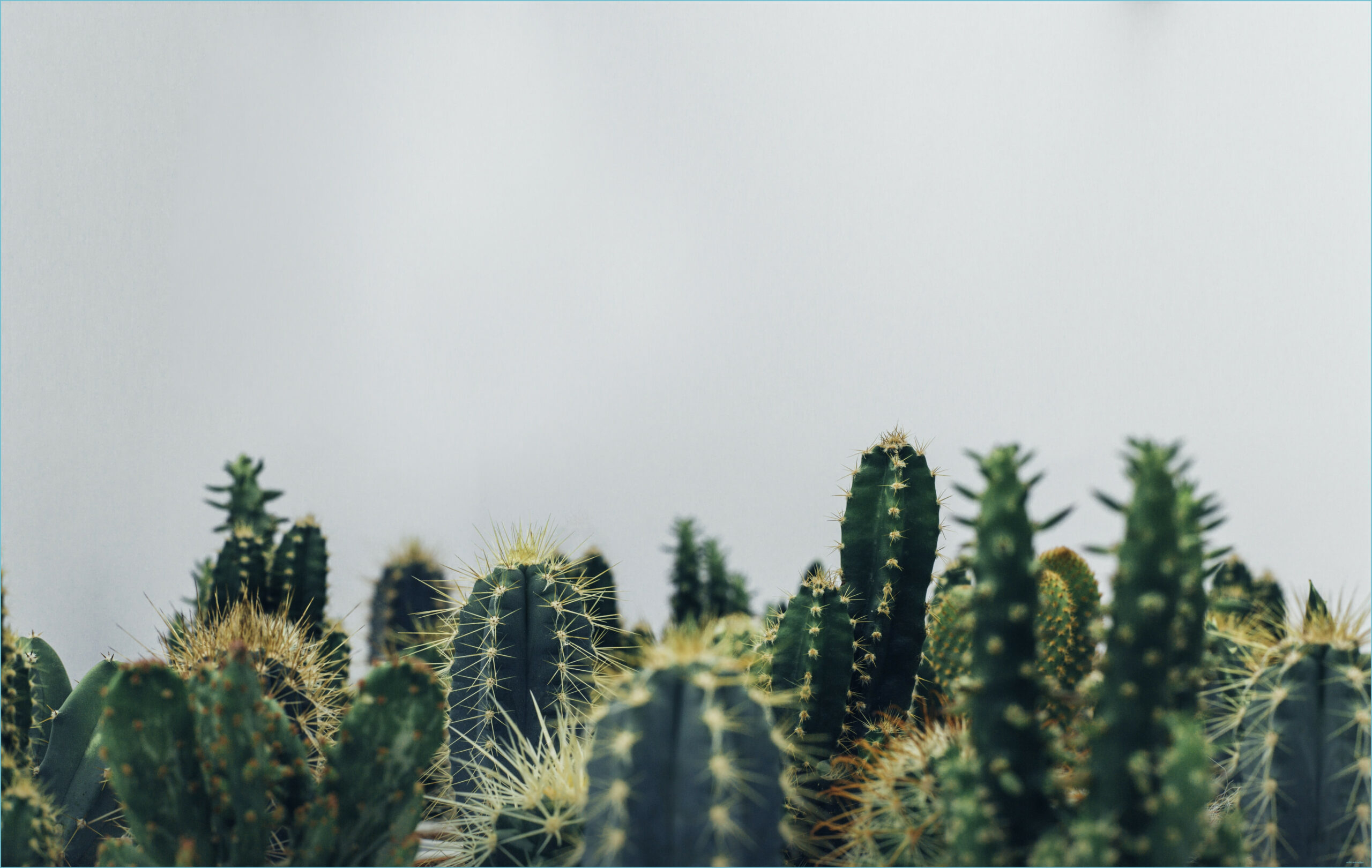 2560x1620 Five Clarifications On Aesthetic Cactus Wallpaper, Desktop