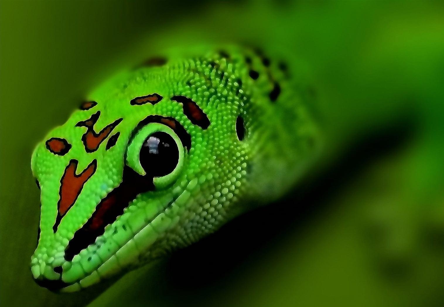 1520x1050 Selective focus of green leopard, gecko HD wallpaper, Desktop