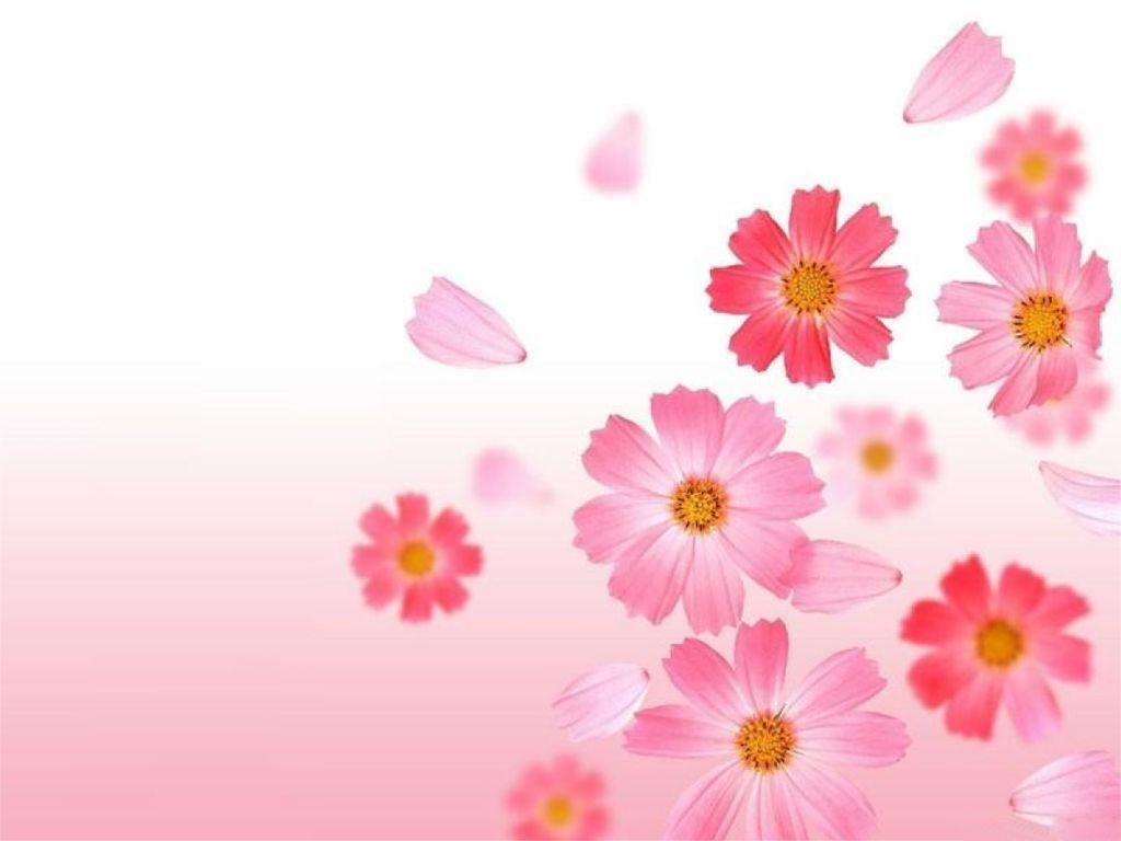 1030x770 Flower Widescreen Wallpaper Wallpaper Inn, Desktop