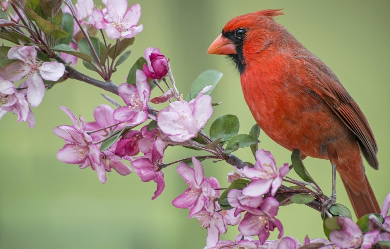 1340x850 Wallpaper bird, branch, spring, Apple, flowering, flowers, Desktop