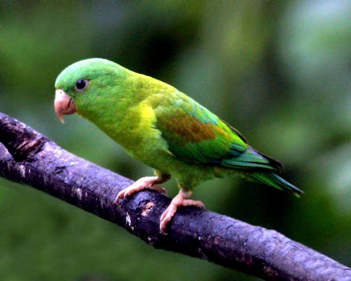 1130x900 Free wallpaper Orange chinned parakeet bird, Desktop