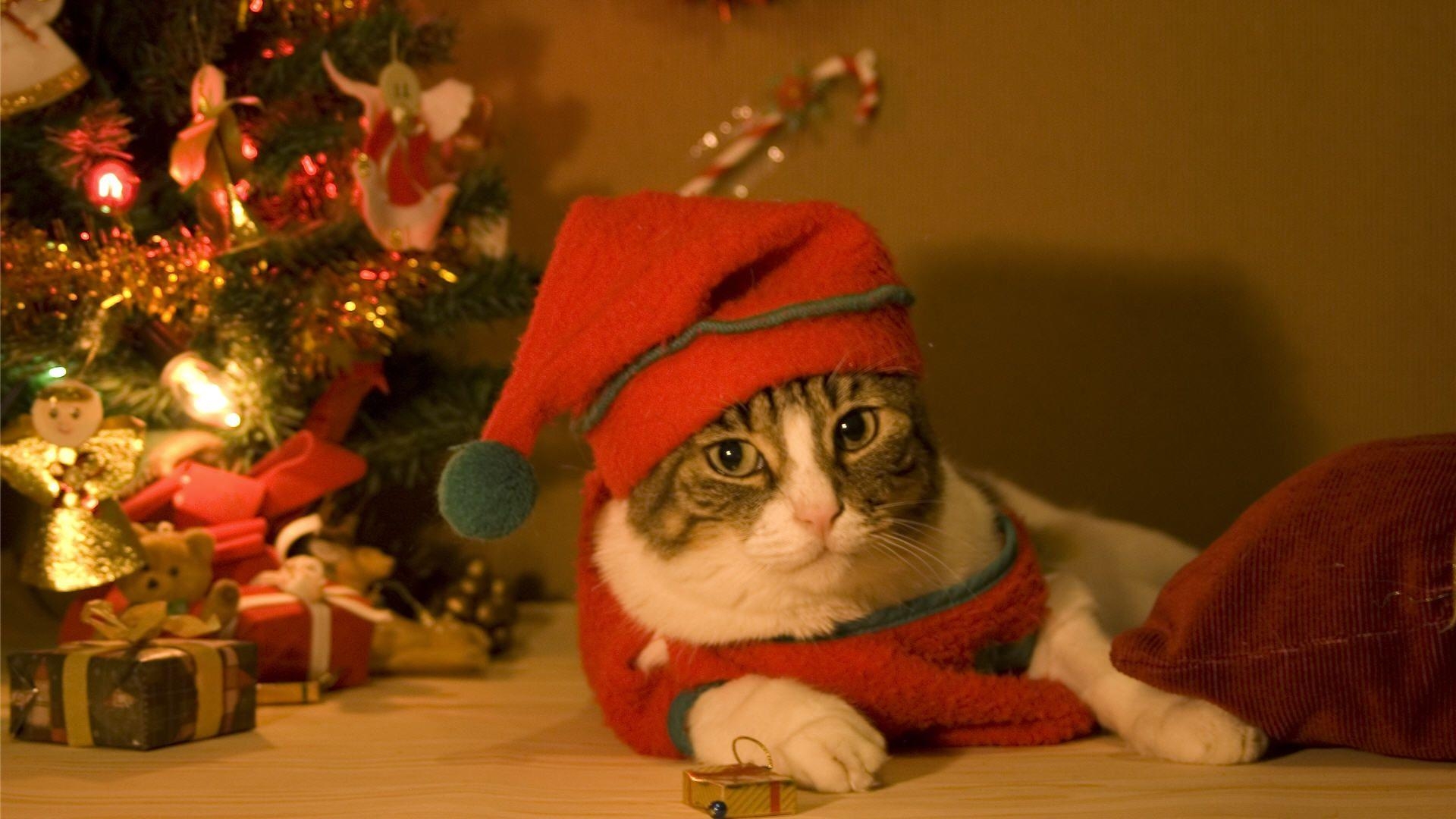 1920x1080 Christmas Cats Wallpaper HD, Desktop