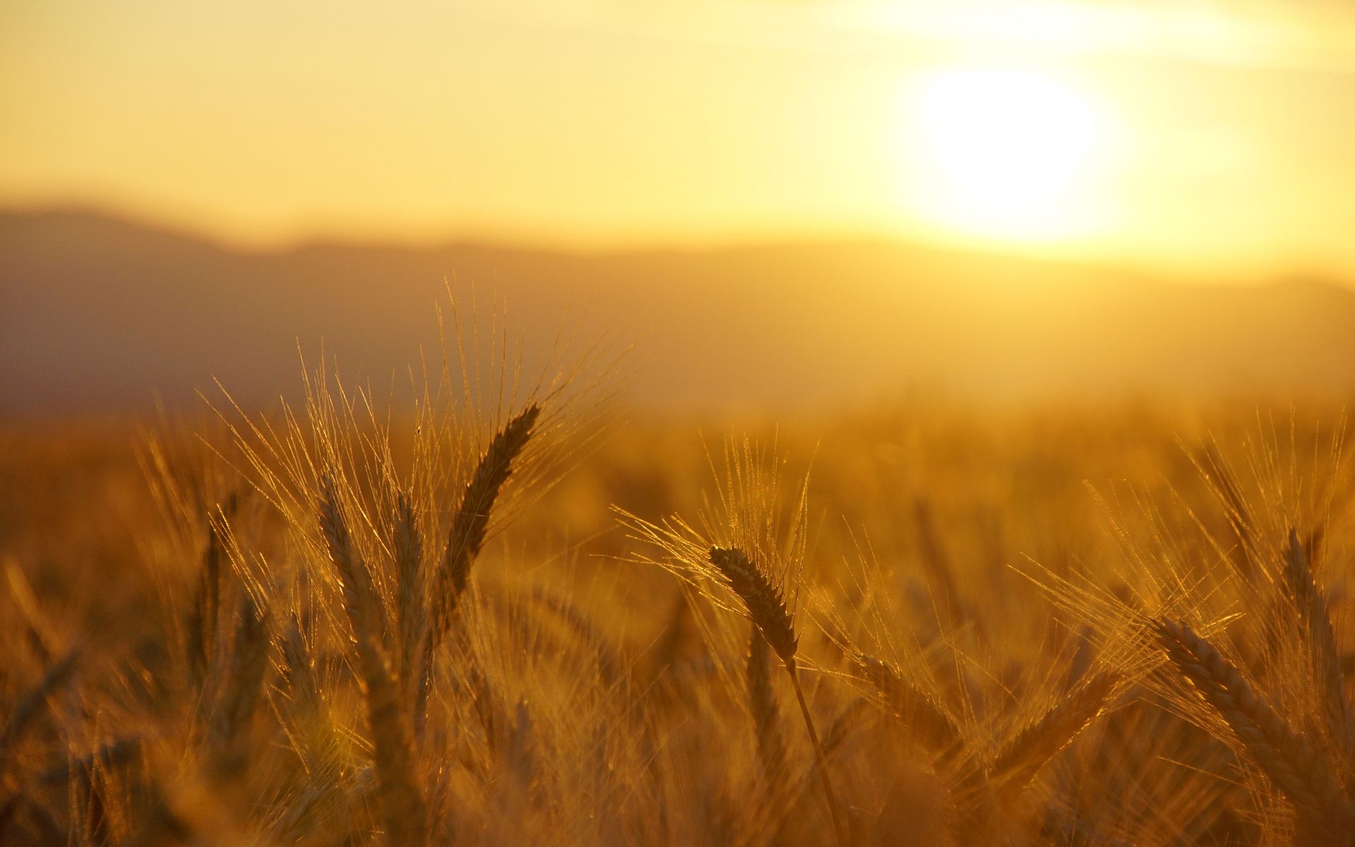 1920x1200 Wallpaper,  px, field, grass, macro, sunrise, sunset, warm, wheat, Desktop