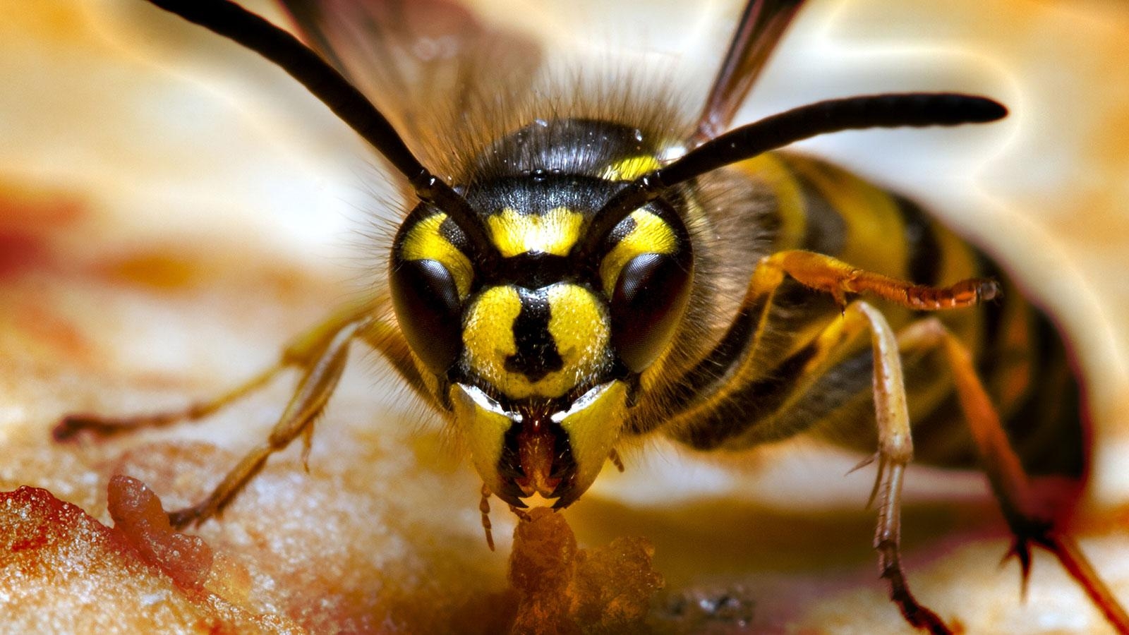 1600x900 What's the Difference Between a Hornet and a Wasp, Desktop