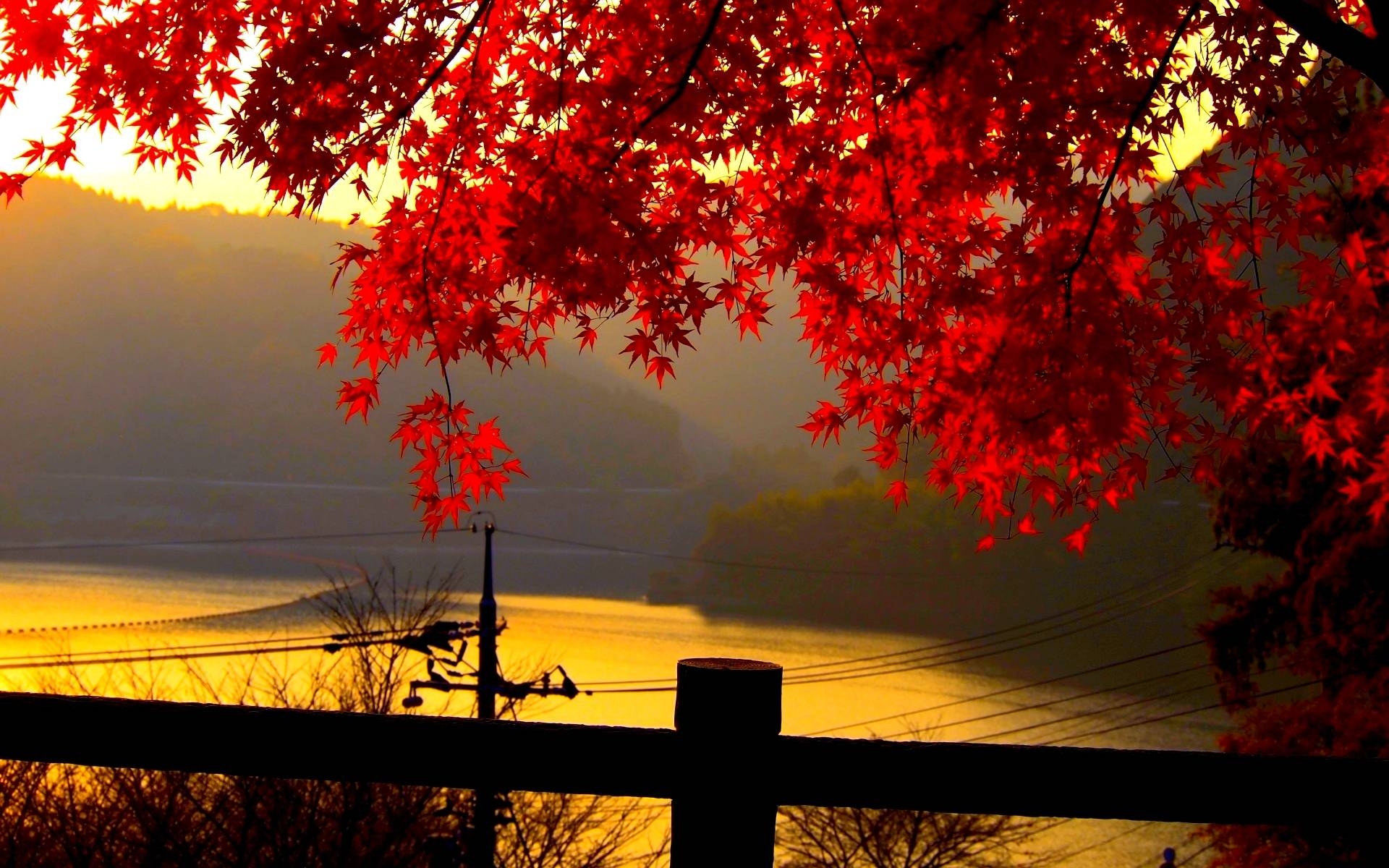 1920x1200 Red Leaves HD Wallpaper, Desktop