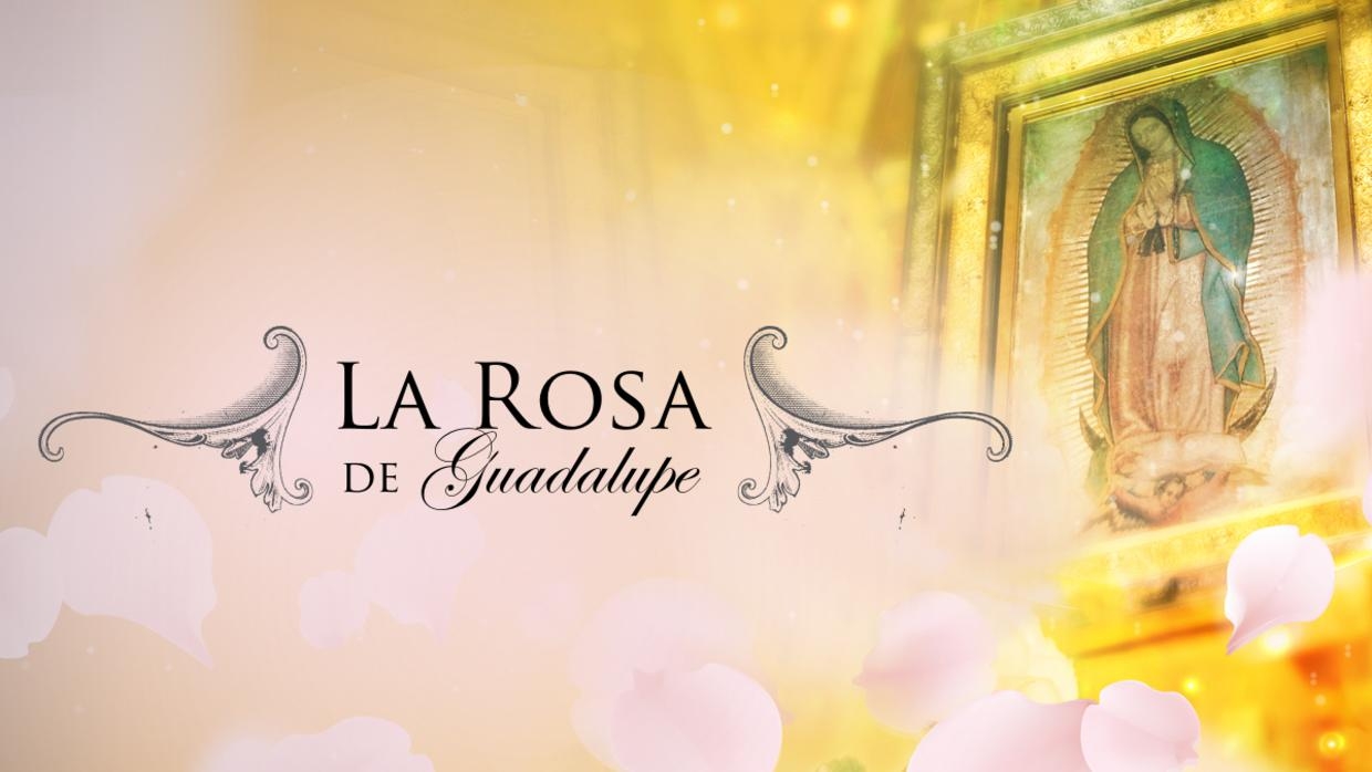 1240x700 La Rosa de Guadalupe, Desktop