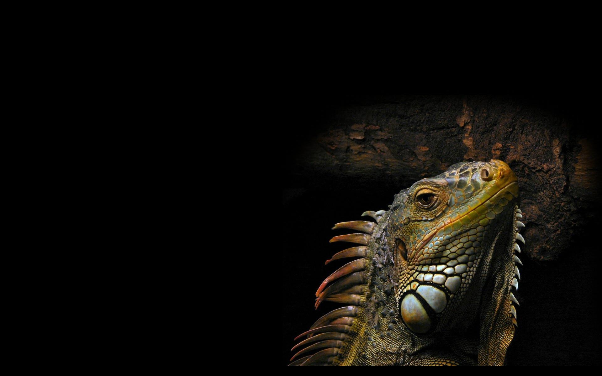 1920x1200 Animals Reptiles Iguana Wallpaper, Desktop