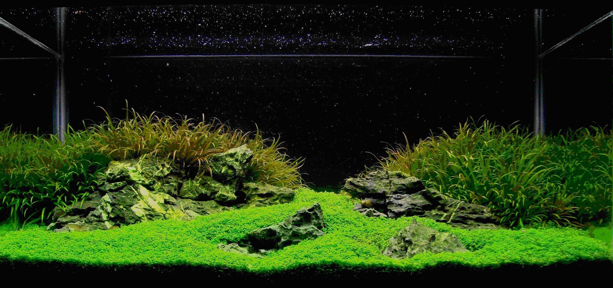 2050x970 Best Fish For Aquarium Aquascaping World Iwagumi Style Garden Ideas, Dual Screen