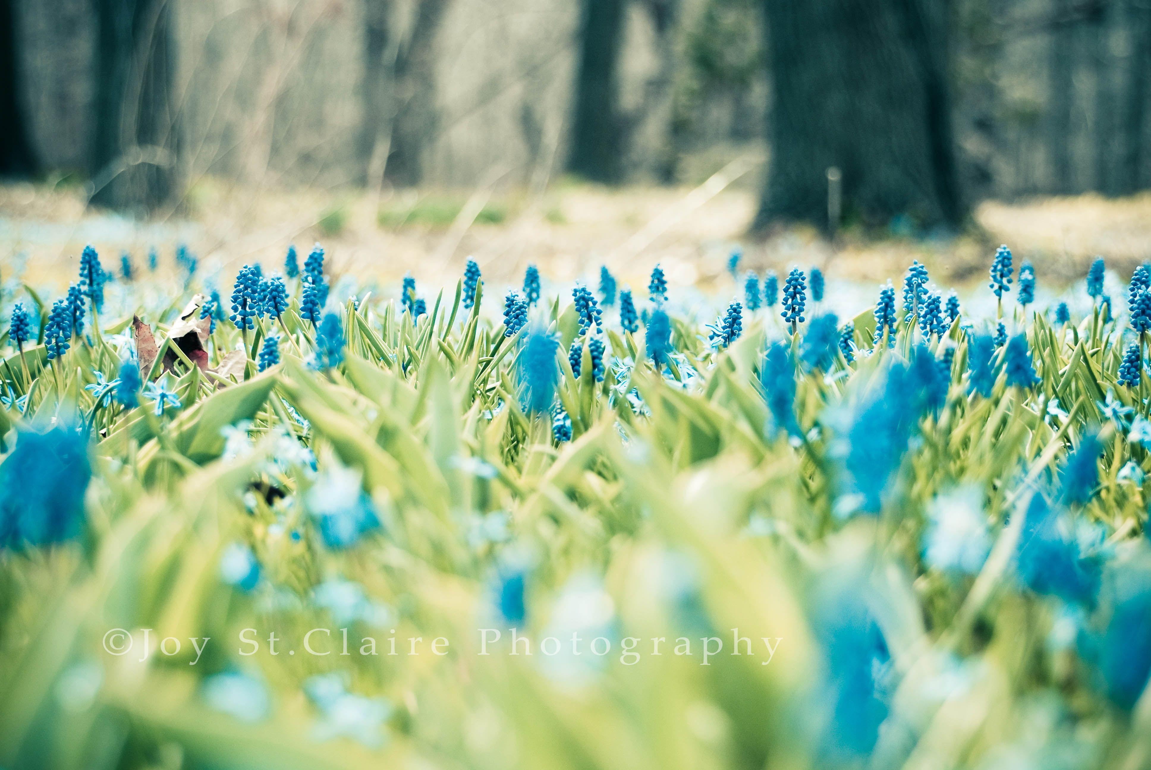 3880x2600 Spring Wallpaper Download, Desktop