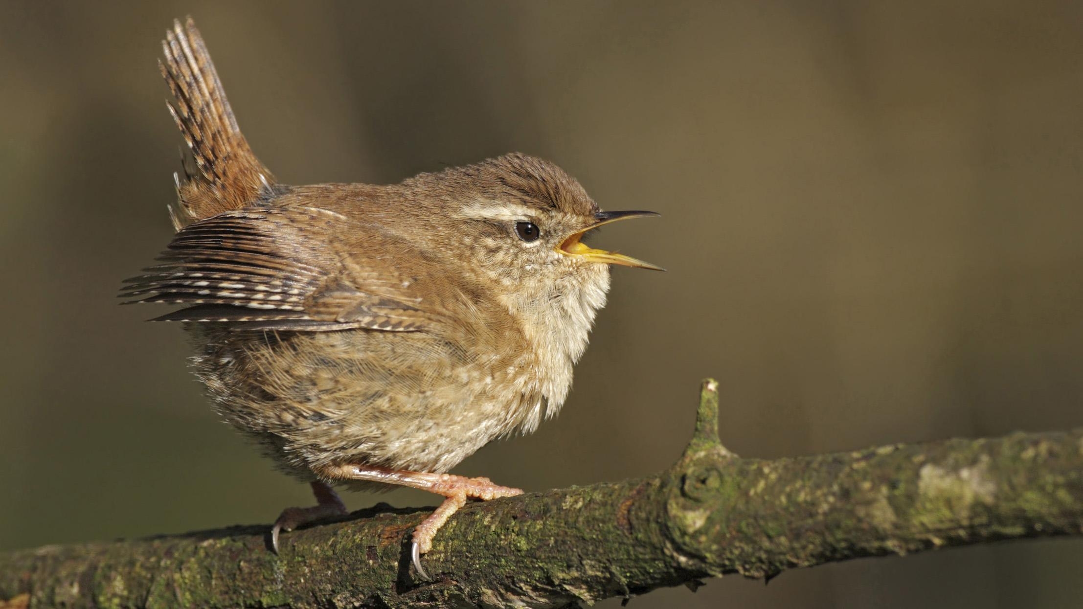 2220x1250 wren wallpaper and background, Desktop