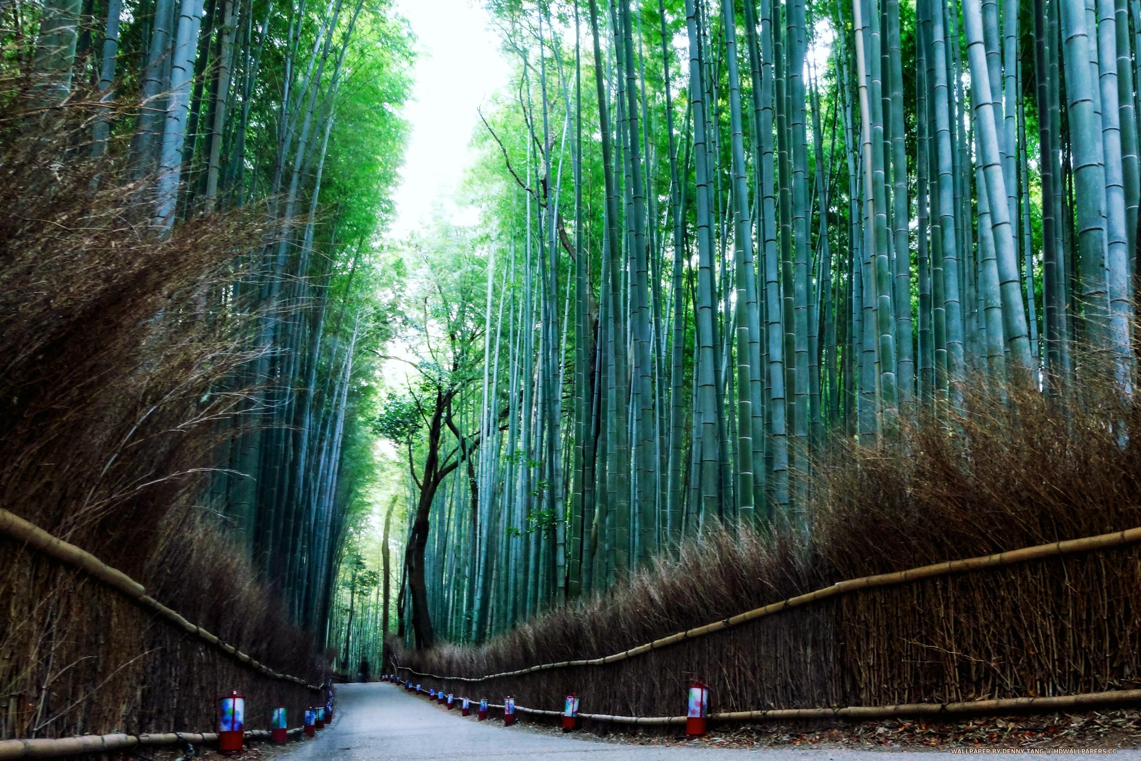 3840x2560 Arashiyama, Desktop