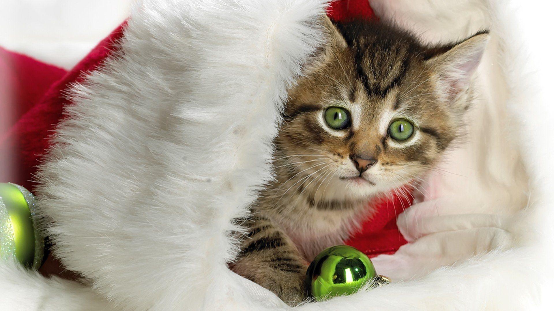 1920x1080 Christmas Cats 448223, Desktop