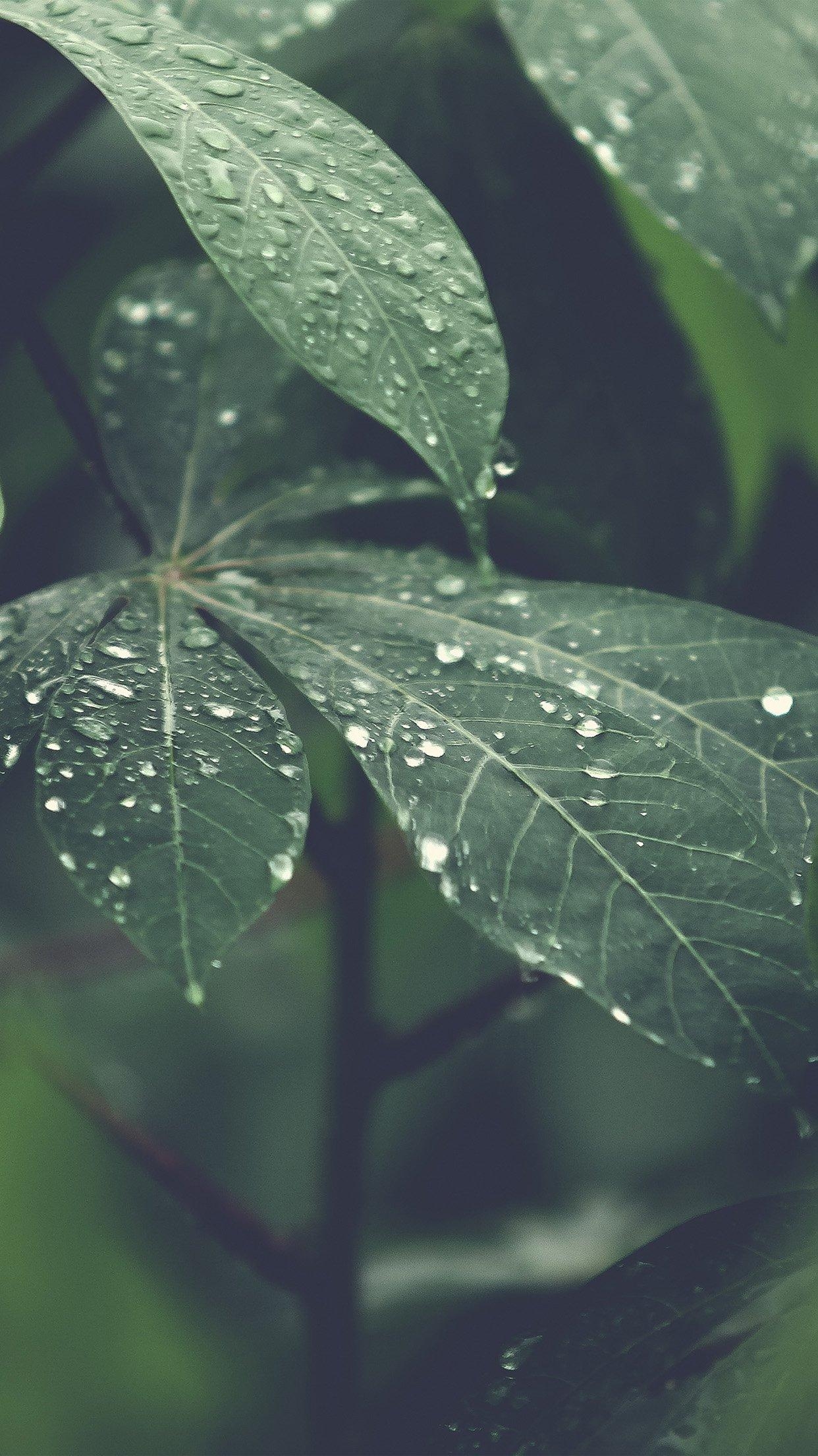 1250x2210 iPhone 6 wallpaper. rain forest wood leaf flower nature, Phone