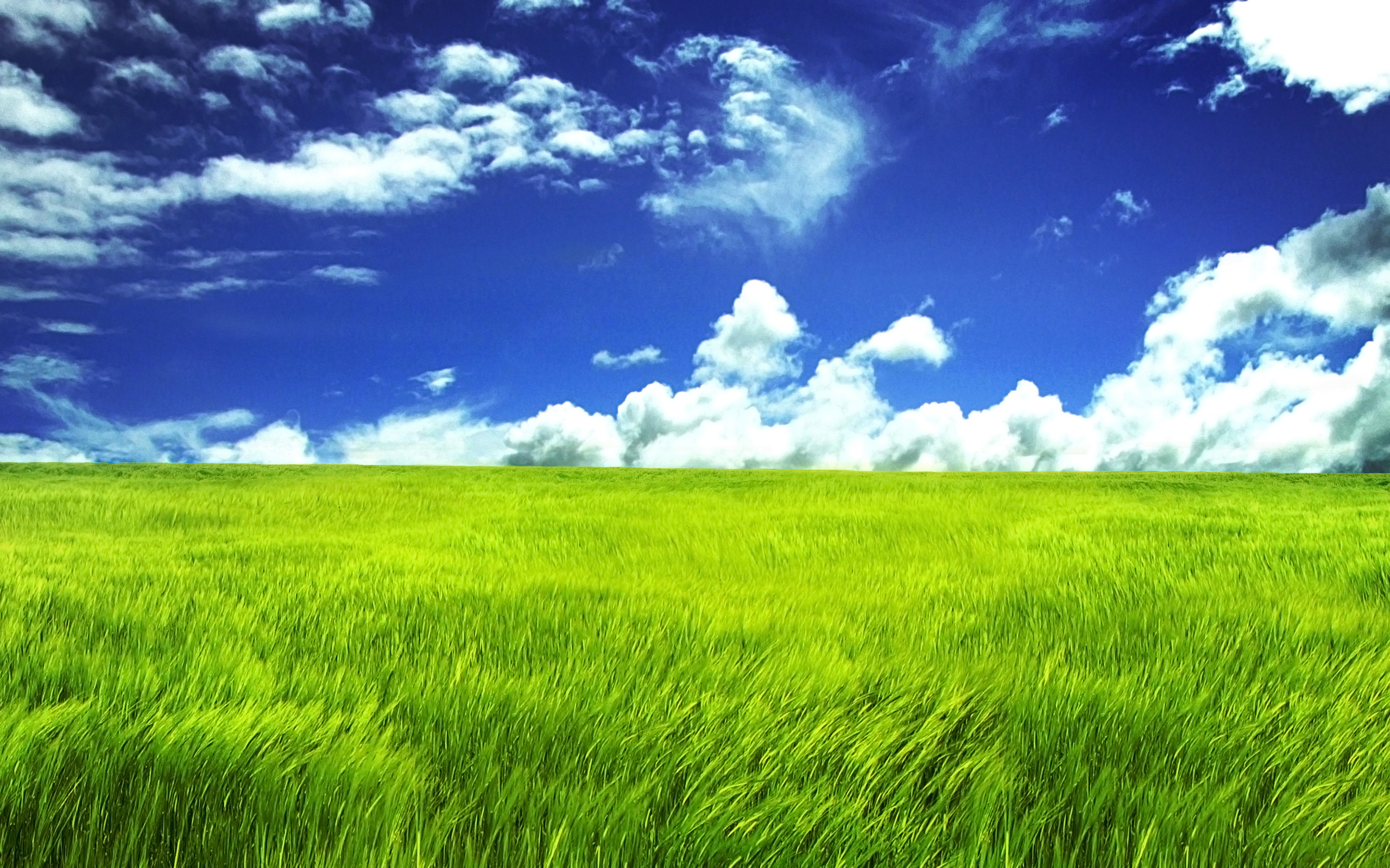 2560x1600 Grass HD Wallpaper, Desktop