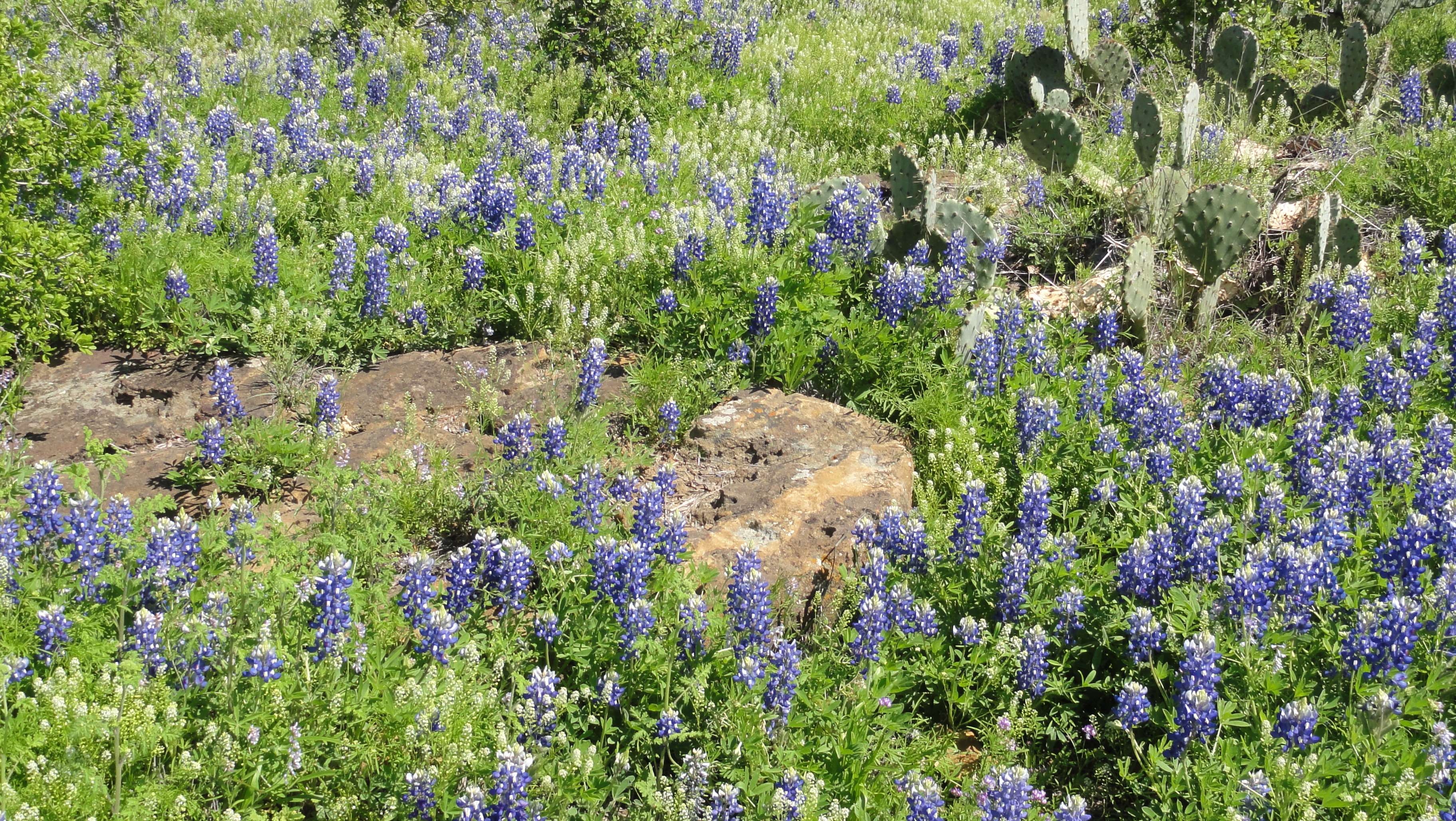 3650x2060 bluebonnets, flowers, spring, texas, wildflower wallpaper, Desktop