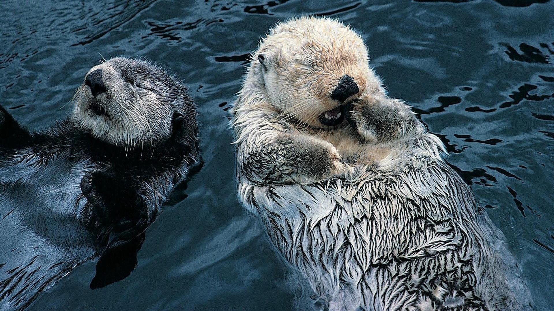 1920x1080 Cute Sea Otter Wallpaper, Desktop