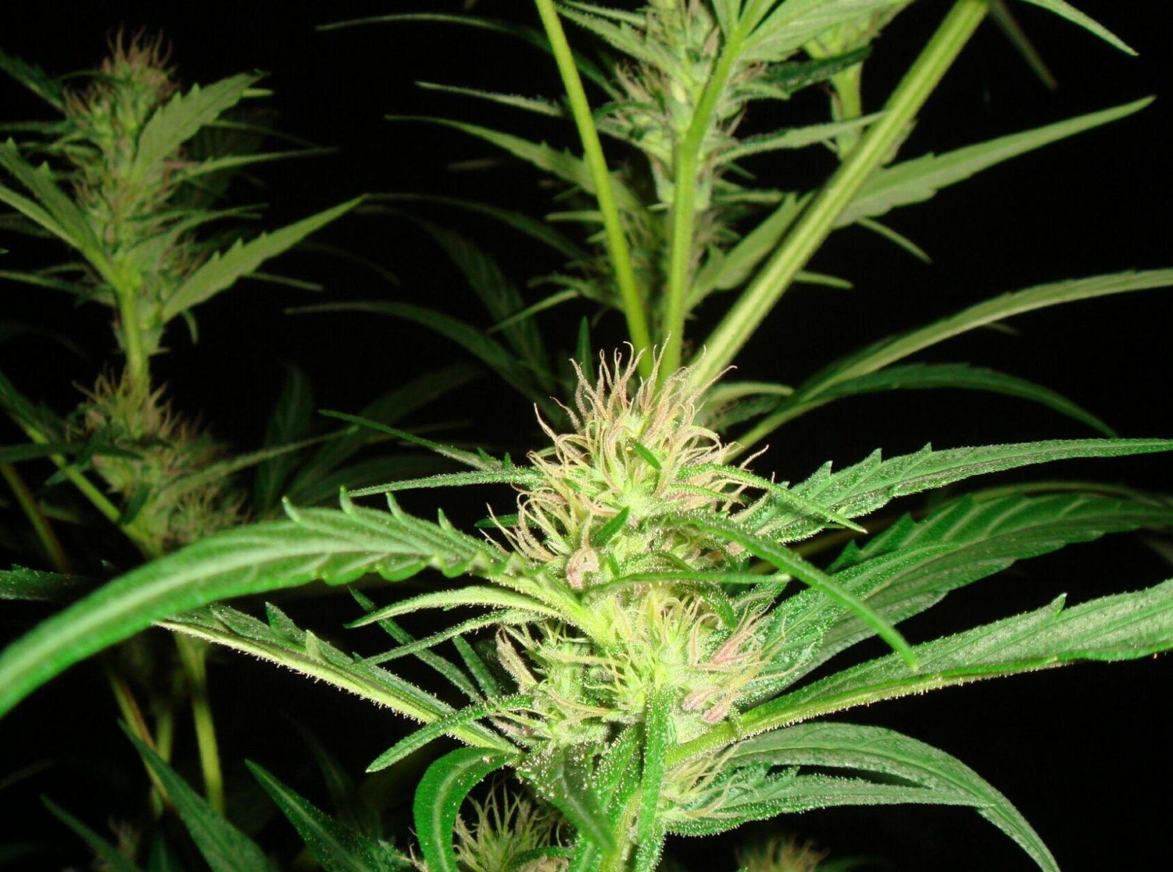 1690x1260 Super skunk photo « Cannabis Photo Gallery > Cannabis Flowers, Desktop